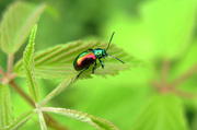 26th Jul 2014 - Shiny rainbow beetle!