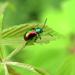 Shiny rainbow beetle! by fayefaye