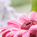 Pink Gerbera by leonbuys83