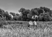 25th Jul 2014 - "enough" said the sandhill cranes