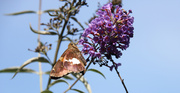 26th Jul 2014 - Butterfly or moth?