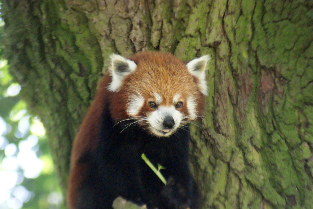 Red Panda in a tree by filsie65