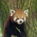 Red Panda in a tree by filsie65