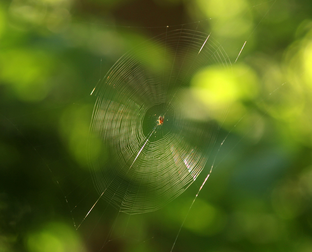 Spidey web by nanderson