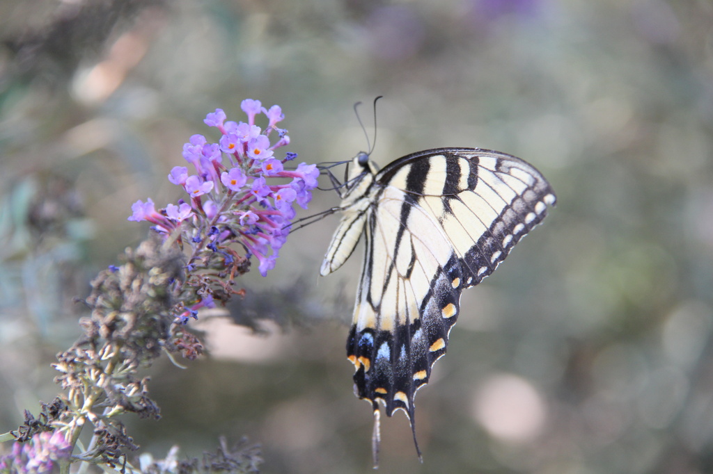 Eastern Tiger Swallowtail by randystreat