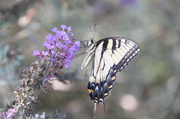 26th Jul 2014 - Eastern Tiger Swallowtail