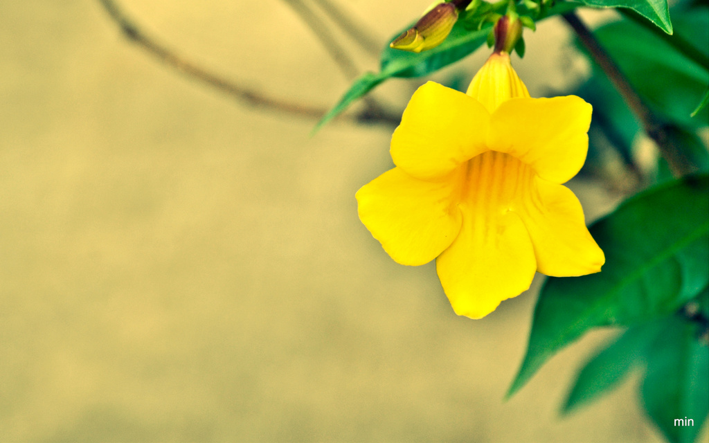 Yellow Bell by mhei