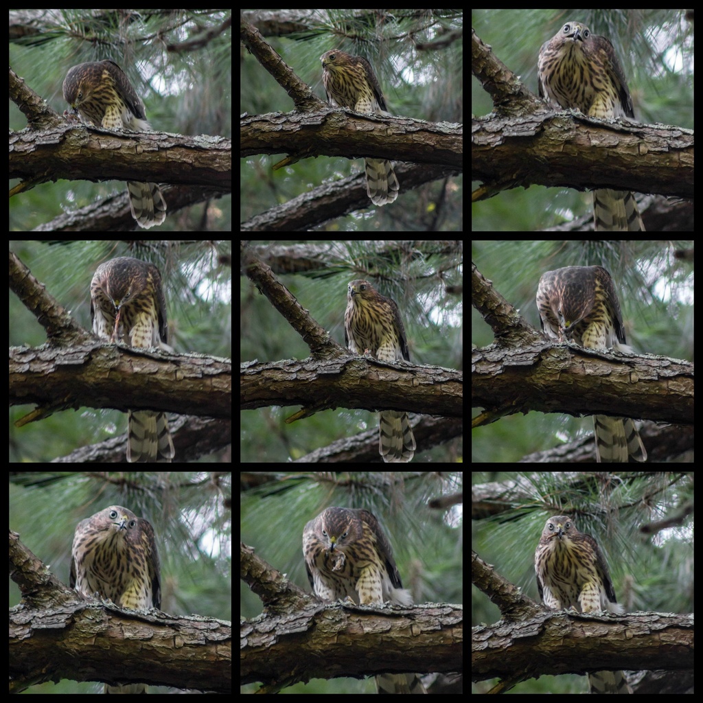 Watching a Hawk Eat Its Dinner... by darylo