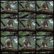 26th Jul 2014 - Watching a Hawk Eat Its Dinner...