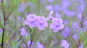 21st Jul 2014 - purple flowers