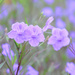 purple flowers by ianjb21