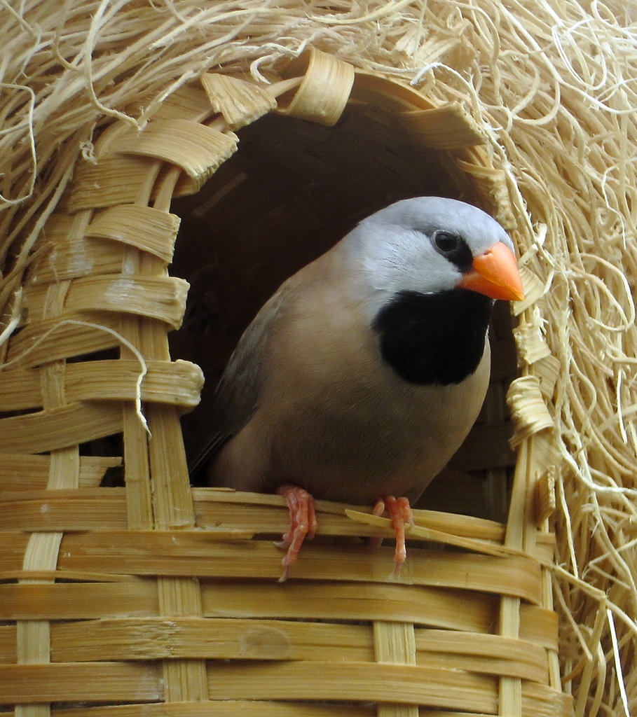 Basket House Bird by rosiekerr