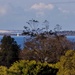 View to St Helena  by corymbia