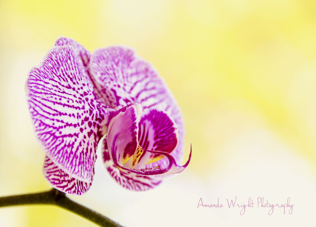 orchid  by corymbia