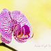 orchid  by corymbia