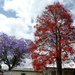 Jacaranda and Flame Tree. by onewing