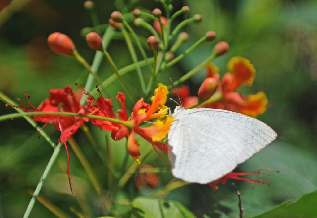 white butterfly by ianjb21