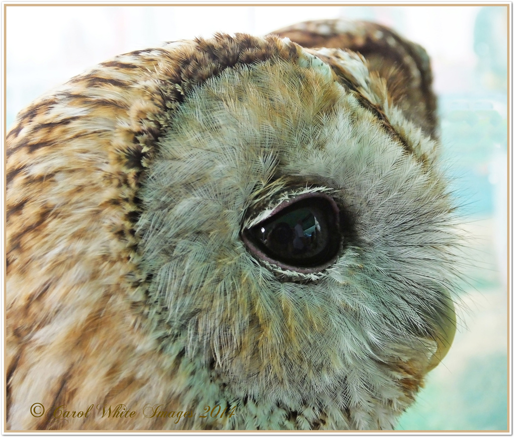 Tawny Owl by carolmw