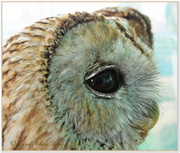 27th Jul 2014 - Tawny Owl
