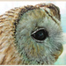 Tawny Owl by carolmw