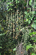 17th Jul 2014 - fruiting forest palm