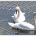 Swans by beryl