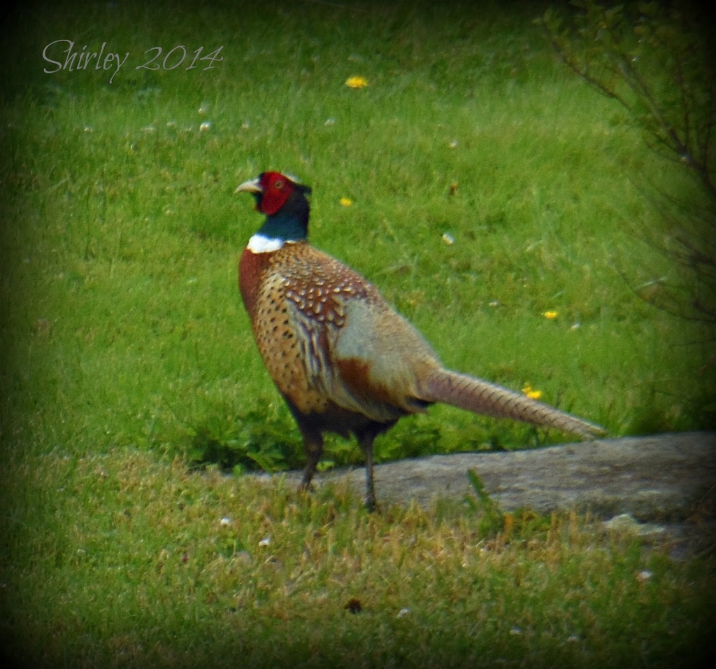 Ring necked pheasant by mjmaven