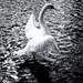 27th July 2014 - Swan dance by pamknowler