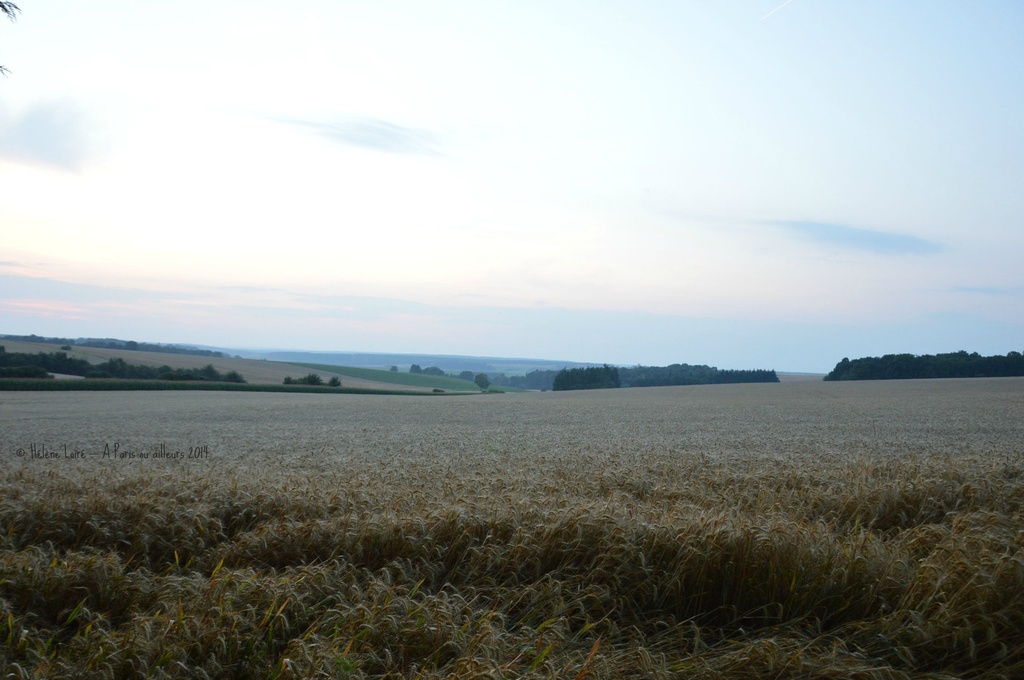 last sunset on the wheat field by parisouailleurs