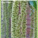 Garrya Elliptica (Silk-Tassel Bush) by ladymagpie