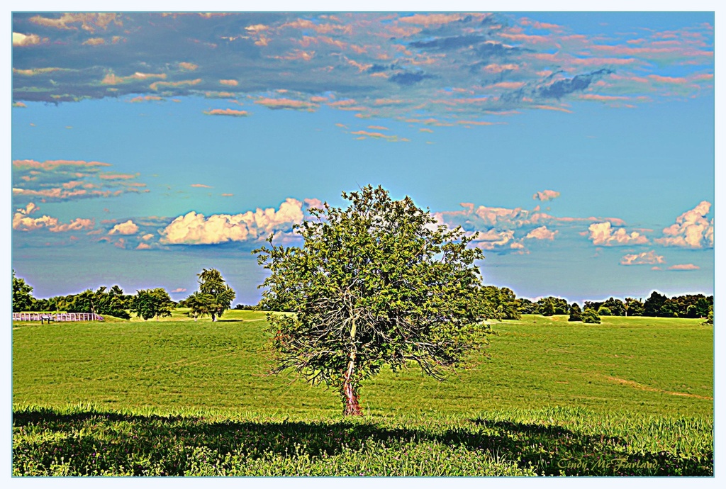 Crooked tree  by cindymc