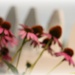 Visions of coneflowers  by cindymc