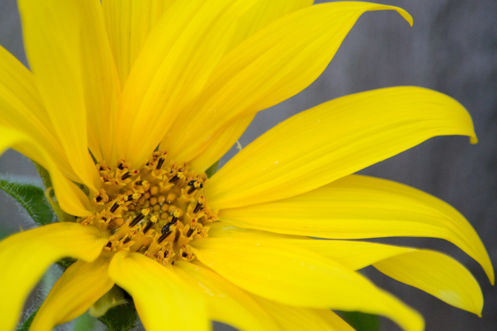 Sunflower by richardcreese