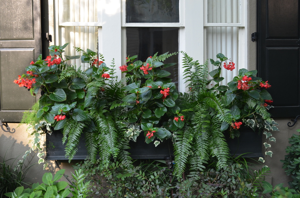 Flower box, historic district, Charleston SC by congaree