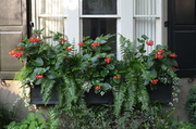 26th Jul 2014 - Flower box, historic district, Charleston SC