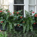 Flower box, historic district, Charleston SC by congaree