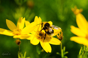 27th Jul 2014 - Bumblebee on yellow flower