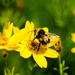 Bumblebee on yellow flower by elisasaeter