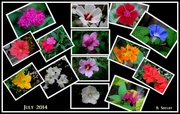 26th Jul 2014 - Blooming in my Garden