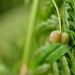 Buds and fern by ziggy77