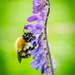 Bee - 27-07 by barrowlane