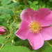 Alaska Wild Rose and Bud by bjywamer