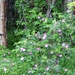 Wild Rose Abundance by bjywamer