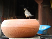 8th Jun 2014 - "Hello, birdie!"