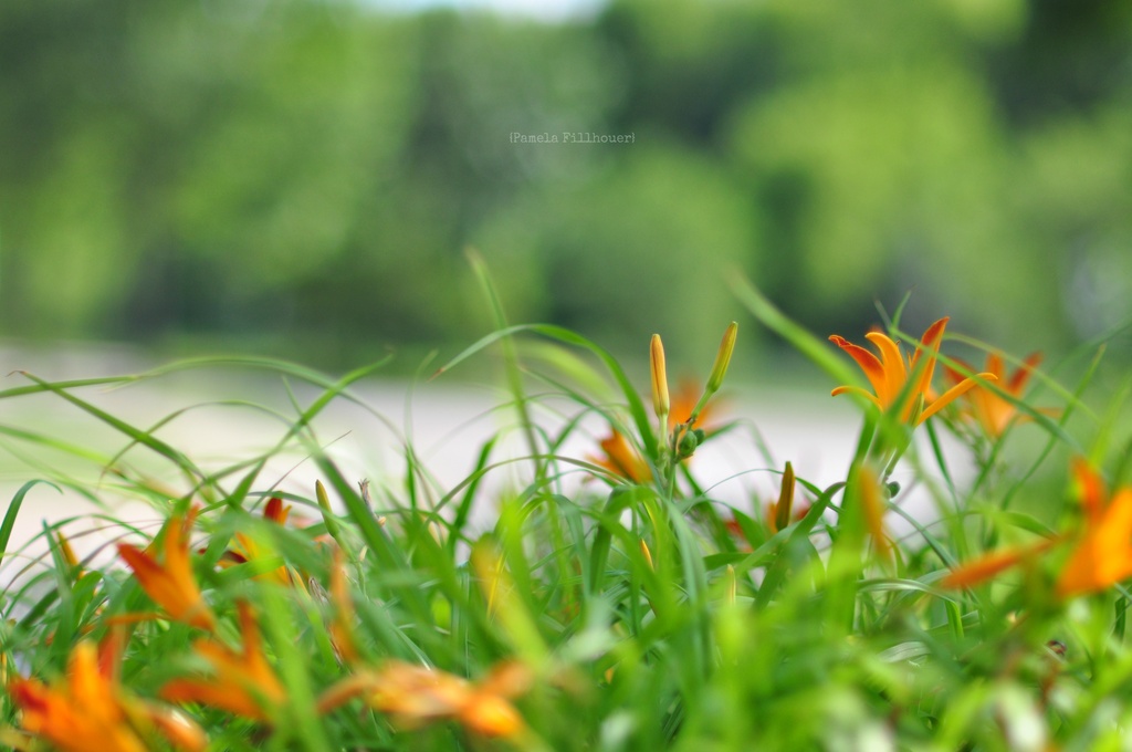 the daylilies... by earthbeone