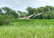 25th Jul 2014 - sandhill cranes in flight