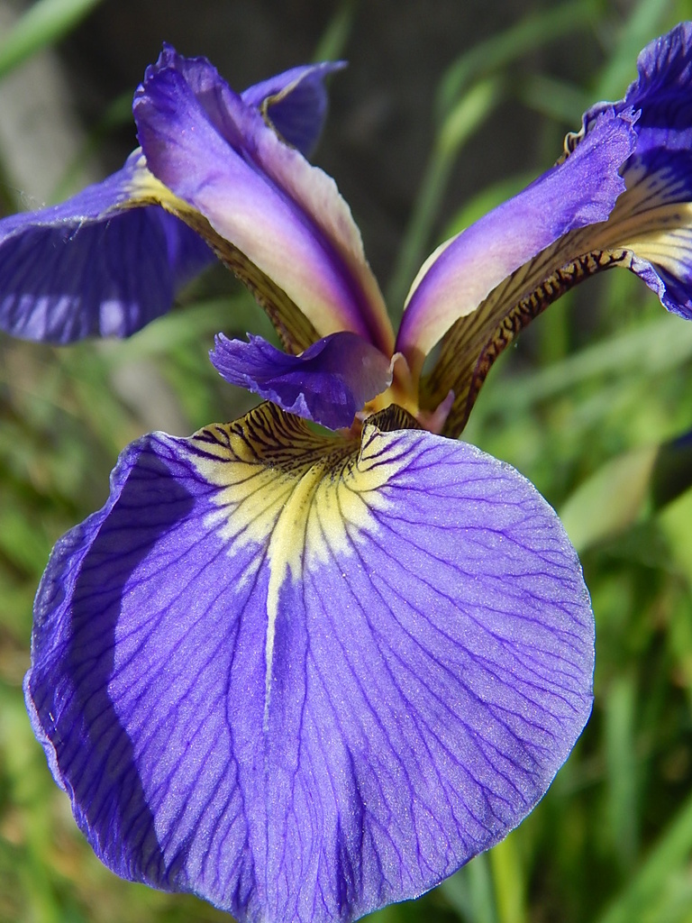 Alaska Wild Iris by bjywamer