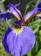 28th Jun 2014 - Alaska Wild Iris