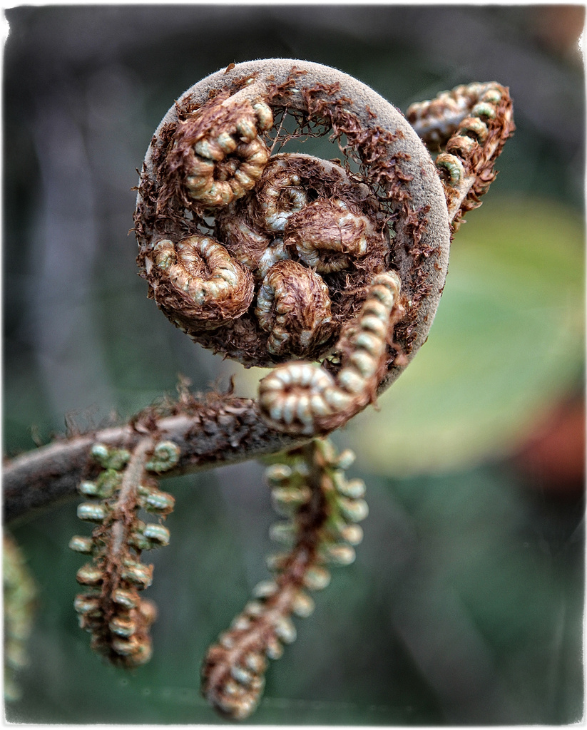 Native fern by rustymonkey