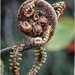 Native fern by rustymonkey